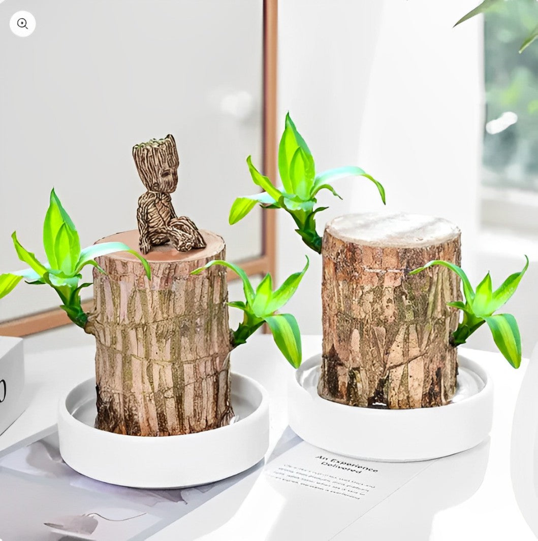 Brazilian Lucky Wood™ – The Prosperity & Wellness Plant for Your Home