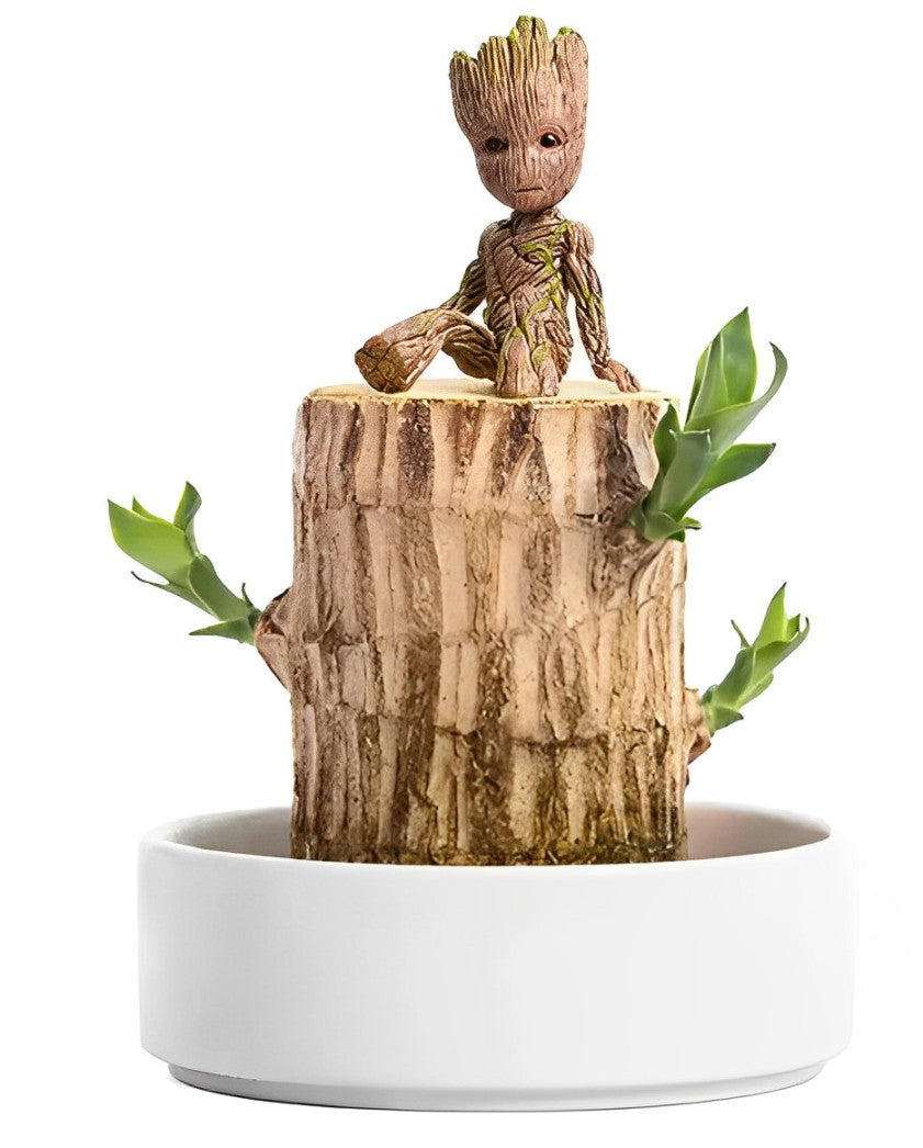 Brazilian Lucky Wood™ – The Prosperity & Wellness Plant for Your Home