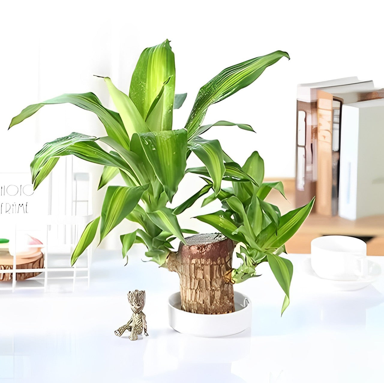 Brazilian Lucky Wood™ – The Prosperity & Wellness Plant for Your Home