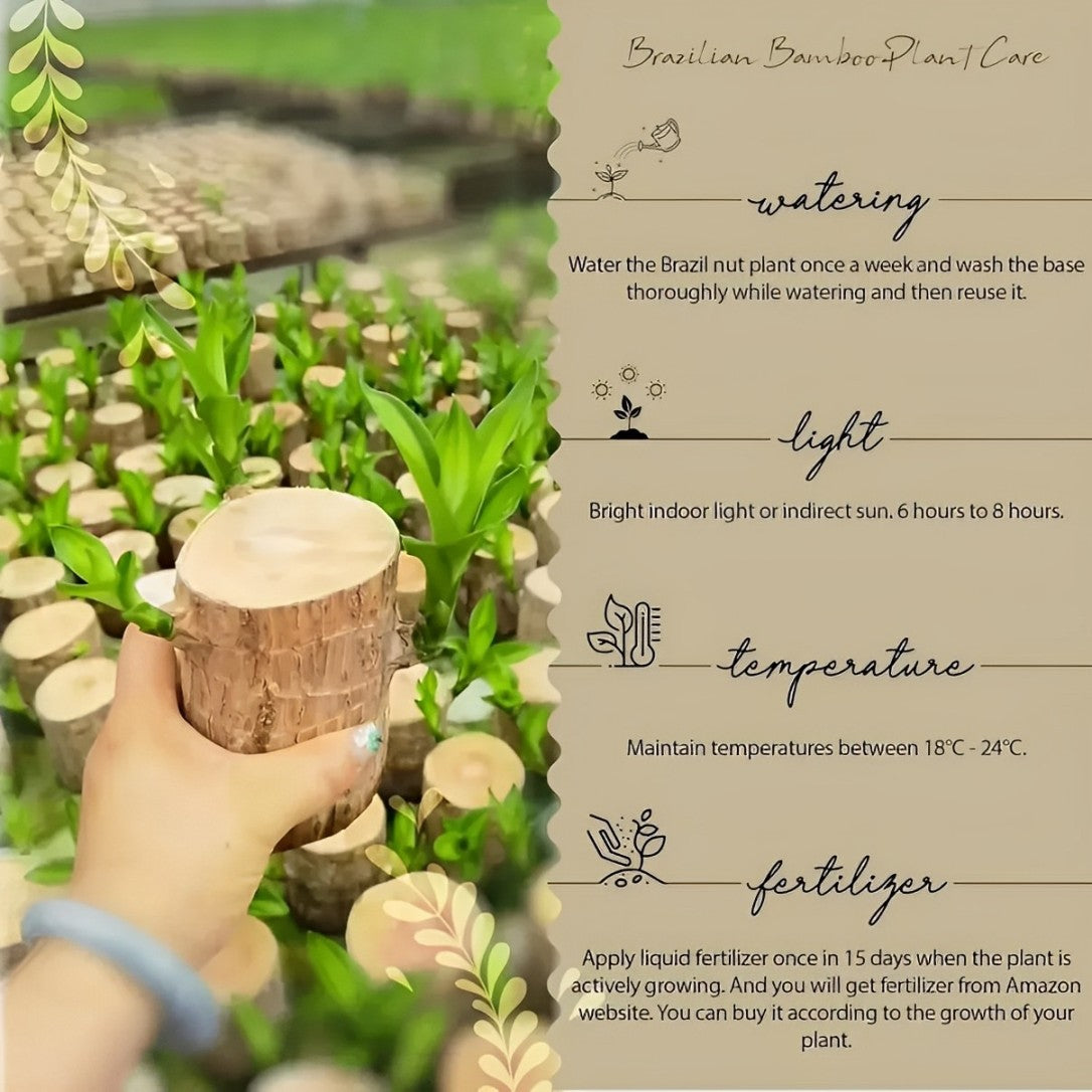 Brazilian Lucky Wood™ – The Prosperity & Wellness Plant for Your Home