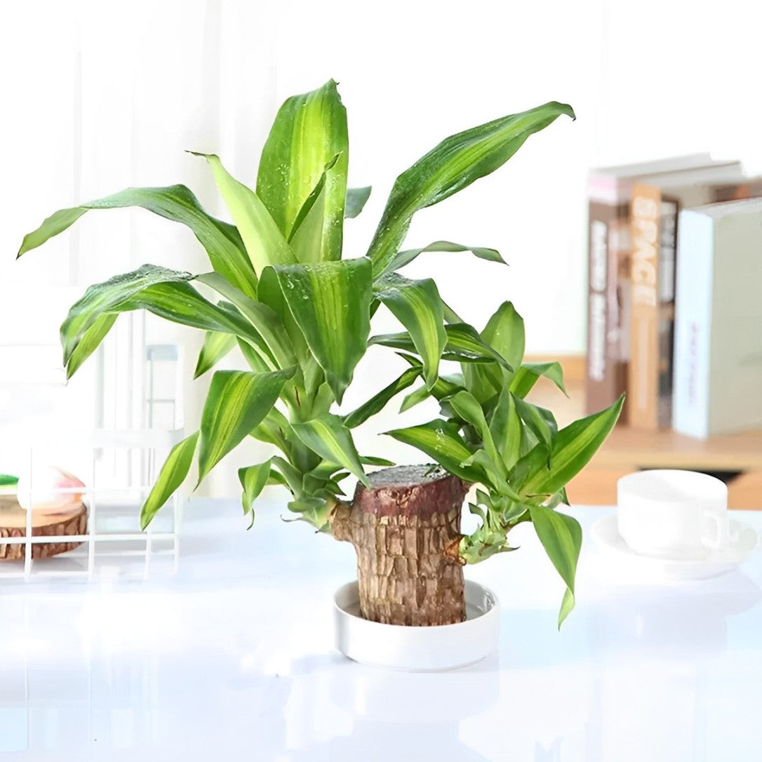 Brazilian Lucky Wood™ – The Prosperity & Wellness Plant for Your Home